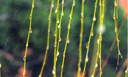 2013年雨水时节，苏州街头柳枝上爆出的嫩芽在绵绵春雨中。（图片来源：新华社）