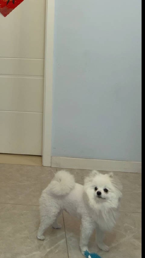 罐头:妈妈又骂我