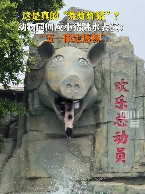 “五一限定返场”！跳水版炸炸炸猪来了