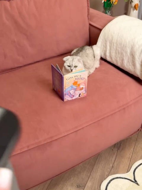邪恶小猫咪银渐层