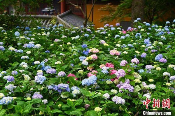 浙江杭州永福寺：绣球花盛开吸引游客拍照打卡