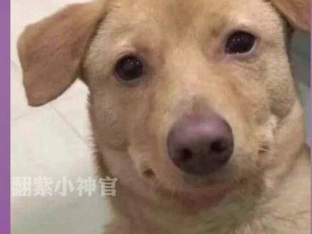 表哥把我们当外人吗？仅仅让我看脖颈就够了吗？
