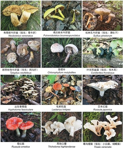 吃菌季到了，如何吃得开心又放心？