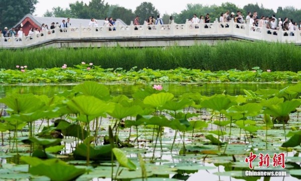 圆明园第三十届荷花节开幕