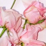 limi里蜜荲