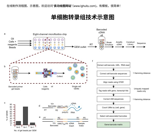 单细胞转录组技术示意图