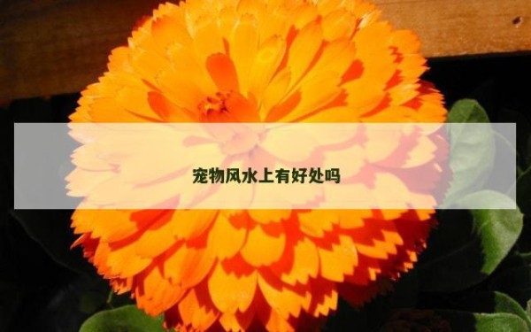 宠物风水上有好处吗