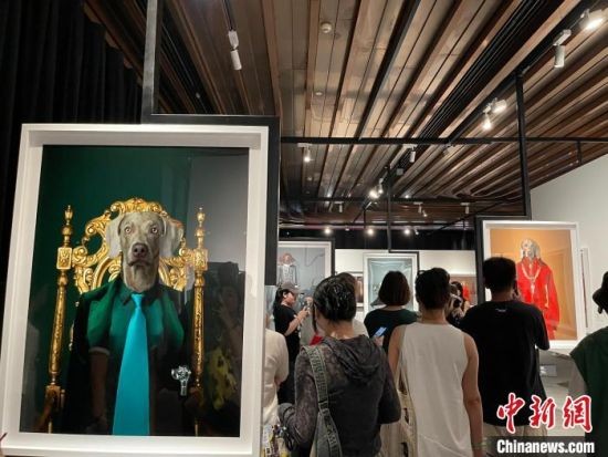 　　2024外滩艺术季从7月27日持续至8月25日。图为摄影艺术家威廉·韦格曼的“最佳模特”爱犬摄影艺术个展。记者 郑莹莹 摄