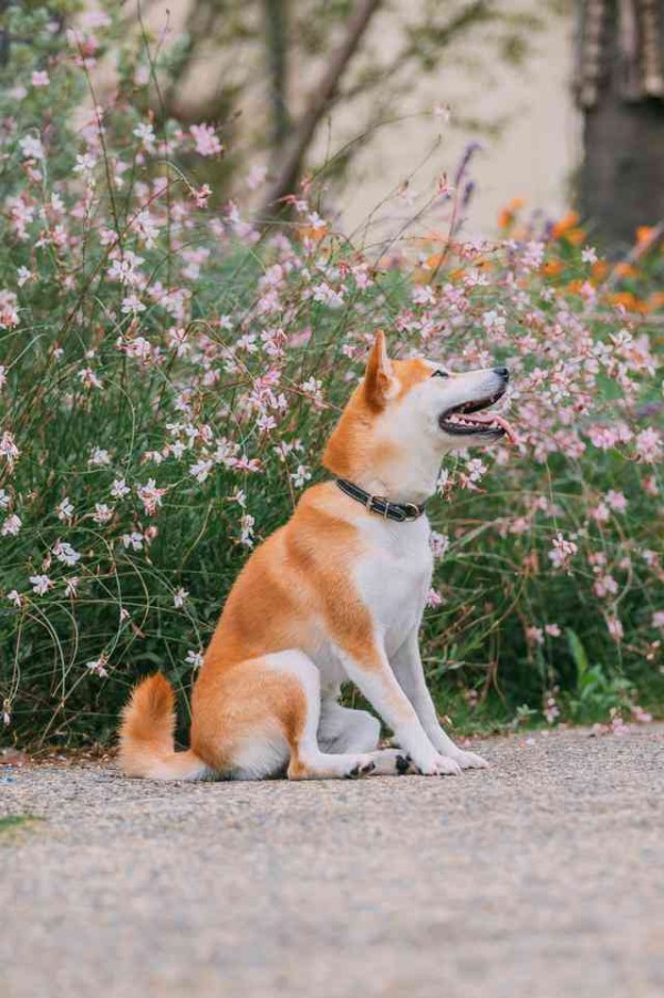 我们与爱宠的美好陪伴：宠物<a target=
