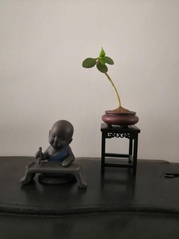 真正的幸福，是极简主义