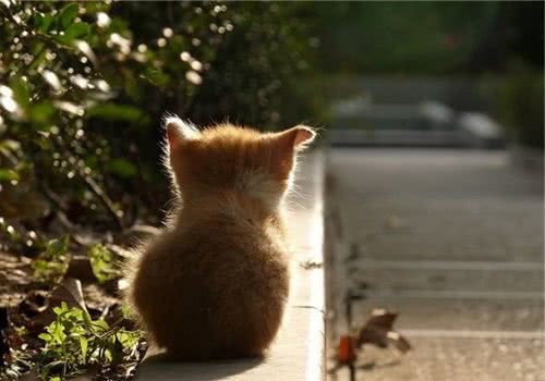 让猫咪在室内也能快乐<a target=