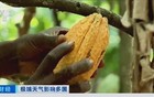 价格飙涨121%！三大巨头集体宣布涨价