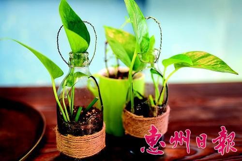 ▲网友用本该丢弃的玻璃酸奶瓶种上绿色植物。 