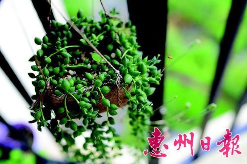  ▲一次性牛奶纸盒经过装饰种上多肉植物，实用又呆萌。 