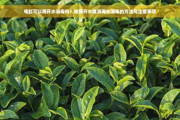 龟缸可以用开水消毒吗？使用开水或消毒水消毒的方法与注意事项
