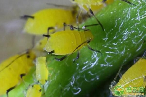 家庭养殖花卉常见虫害有哪些？花卉常见虫害防治方法-图片版权归惠农网所有