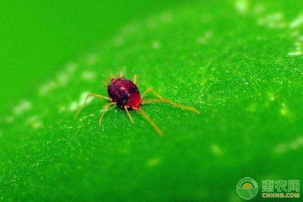 家庭养殖花卉常见虫害有哪些？花卉常见虫害防治方法-图片版权归惠农网所有