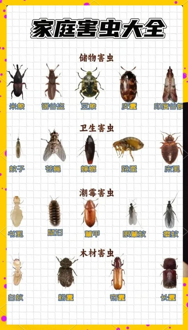 家庭害虫大揭秘：如何防治