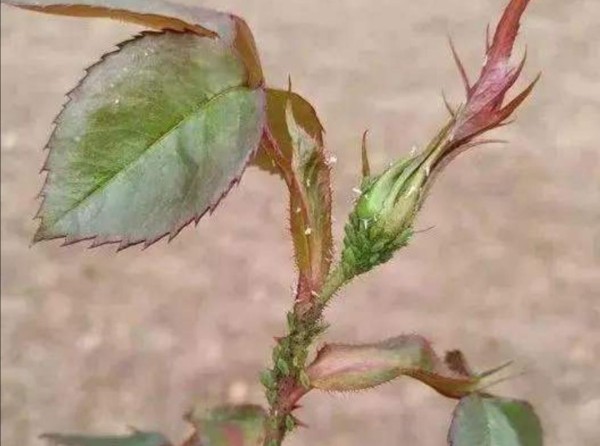 花卉生虫子，学会8种驱虫“小方法”，轻松预防虫害，不污染环境