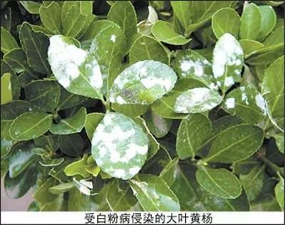 家庭养花常见病虫害及防治方法