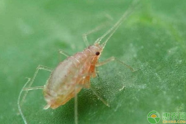 家庭花卉病虫害有哪些？家庭花卉常见病虫害种类汇总及防治措施-图片版权归惠农网所有
