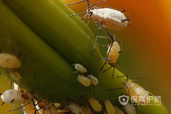 家居虫蚁-保驾护航装修网