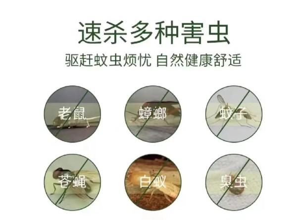 如何正确地进行家庭害虫防治？