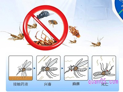 房间怎么彻底除虫，有哪些方法