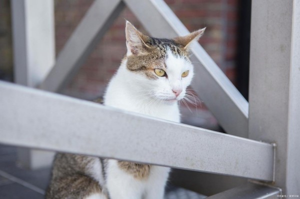 家里养猫如何保持干净卫生？做到这5点，家里每天都干干净净