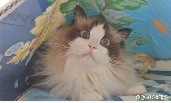 怎样养猫家里才干净不臭