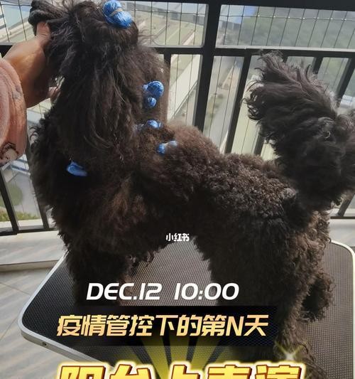 宠物美容的居家小技巧（宠物美容的步骤、工具和注意事项）