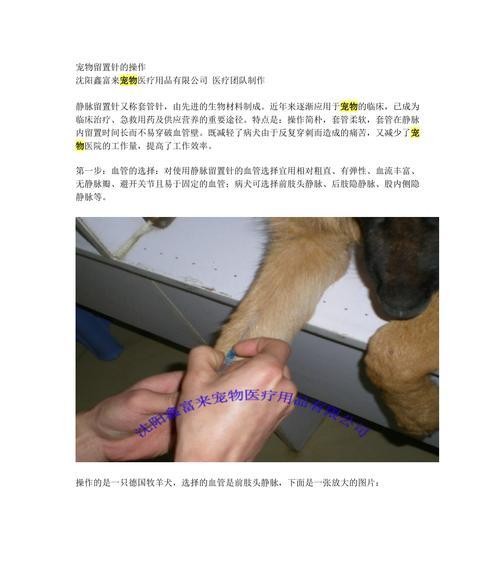 宠物美容的居家小技巧（宠物美容的步骤、工具和注意事项）