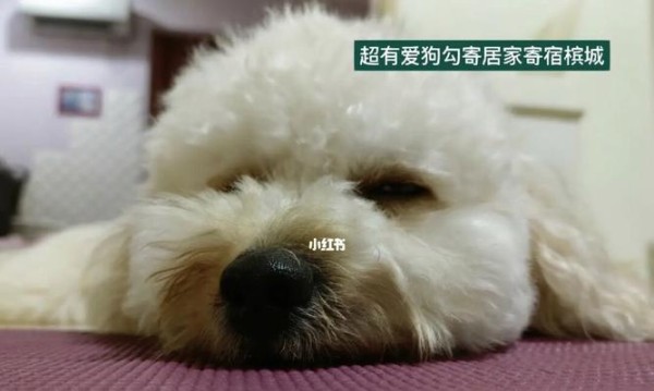 居家宠物美容大全（打造萌宠形象，从此爱上宠物美容）