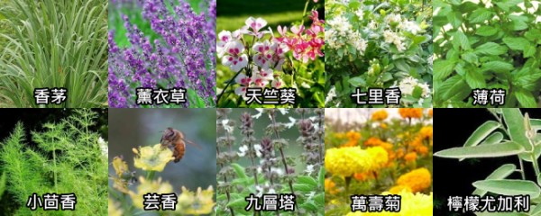 【驅蚊妙招】推薦10除蚊方法！防蚊 植物、貼片、門簾、精油、肥皂水、防蚊液12