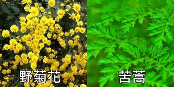 【驅蚊妙招】推薦10除蚊方法！防蚊 植物、貼片、門簾、精油、肥皂水、防蚊液16