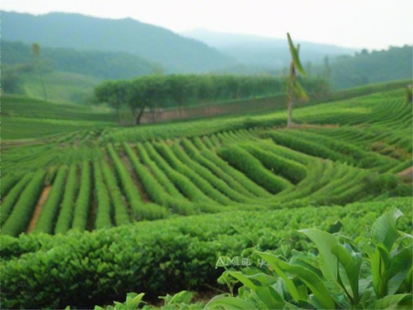 茶道美学：体验中国茶文化的韵味