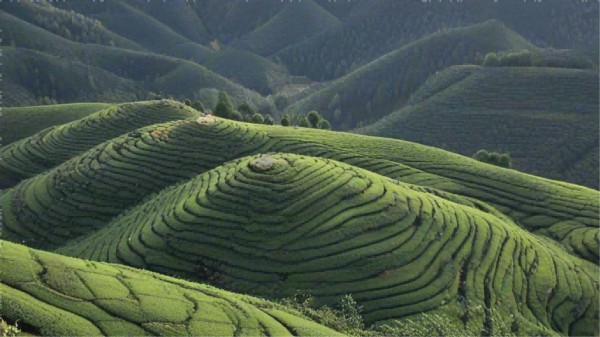 探索茶艺文化，品味泡茶品茶的乐趣