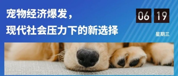 未来宠物生活革命：宠物幼儿园如何成为都市新标配？