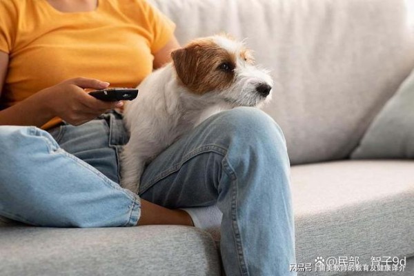 宠物可以像家人或朋友一样增加幸福感