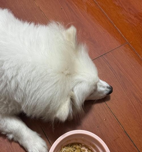 银狐犬的喂养指南（喂养方法和注意事项助你打造健康快乐的宠物<a target=