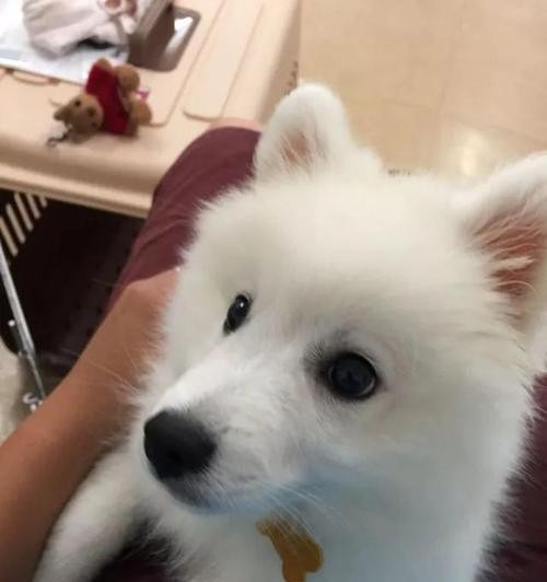 银狐犬的喂养指南（喂养方法和注意事项助你打造健康快乐的宠物<a target=