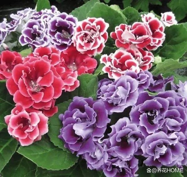 家庭养花防虫妙招：3种天然杀虫水，不伤花不招虫，超实用