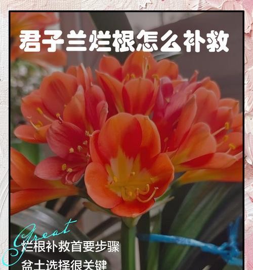 君子兰出现虫害怎么办？防治君子兰虫害的方法有哪些？