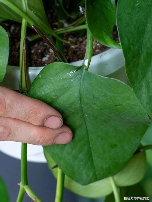植物常见病虫害
