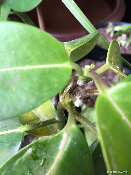 植物常见病害图片及名称20种