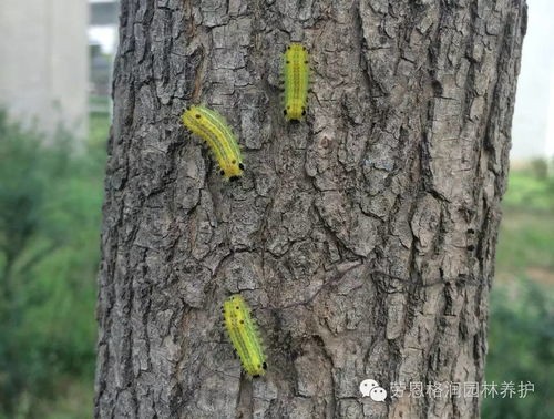 植物常见病虫害及防治方法