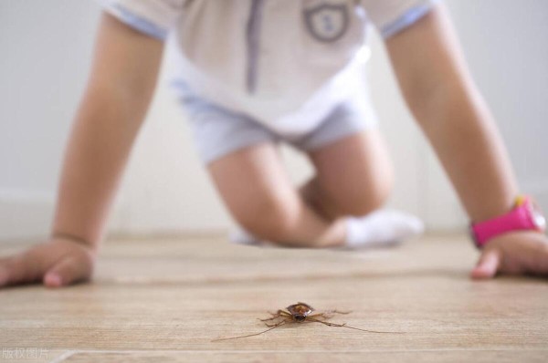 家里常见的虫子和消灭方法（家里发现害虫，怎么处理最有效）