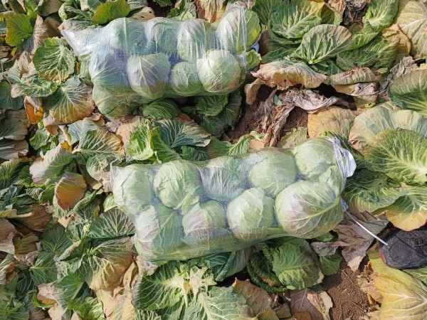 甘羽衣甘蓝清洗与切片处理