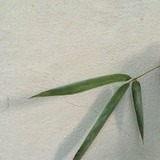 若洛