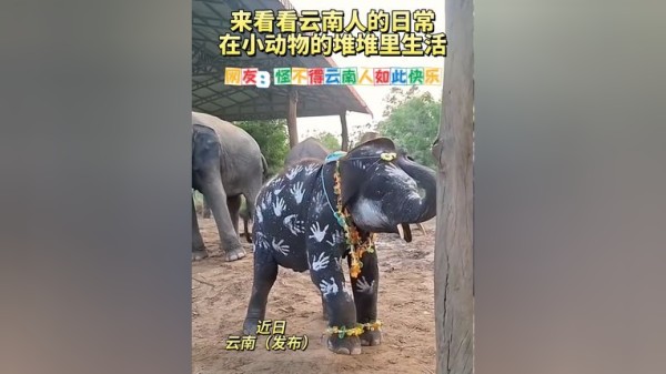 来看看云南人的日常，在小动物堆堆里生活，快乐得不要不要的
